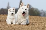 BERGER BLANC SUISSE - ADULTS ET PUPPIES 010